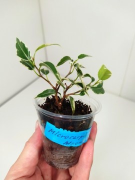 Фикус Microcarpa Dwarf Albomarginata укорененный черенок